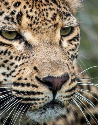 10Kerry Lee Roberg Ntsumi 1 Final 10Kerry Lee Roberg Ntsumi 1 Final