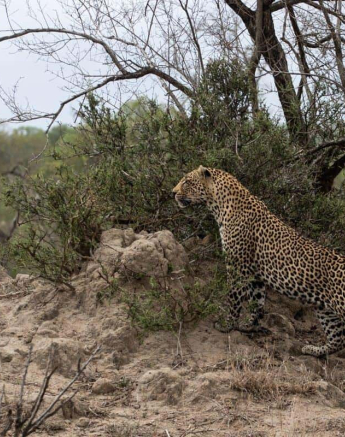 08Kevin Van Der Linde Nweti 23112018 Final