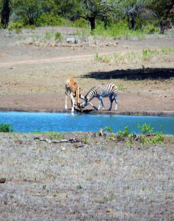 40Maryke Nel Giraffe Zebra 2 Final 40Maryke Nel Giraffe Zebra 2 Final