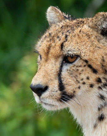 24Kevin Van Der Linde Cheetah 22022019 2 Final 24Kevin Van Der Linde Cheetah 22022019 2 Final