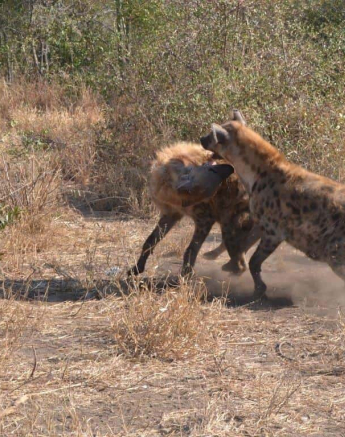 14Ronald Mutero Hyena 16072019 Final 14Ronald Mutero Hyena 16072019 Final