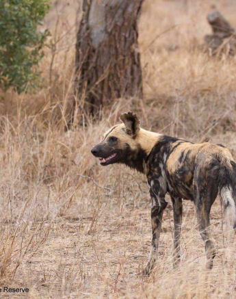 27Louise Murray Wild Dog 20092019 Final 27Louise Murray Wild Dog 20092019 Final