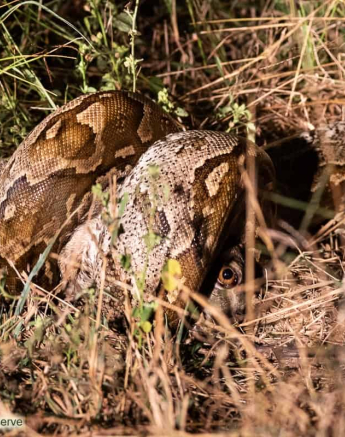 06Kevin Van Der Linde African Rock Python 12052019 Final 06Kevin Van Der Linde African Rock Python 12052019 Final