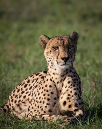 07Louise Murray Cheetah 01112020 1 Final