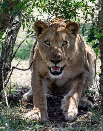 13ronaldmutero Stix Lioness 071120 2 Final 13ronaldmutero Stix Lioness 071120 2 Final