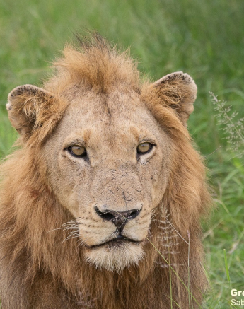 02Greg Heasman Nwas 22022021 Final