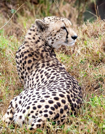 39ronald Mutero Cheetah 19062021 Final 39ronald Mutero Cheetah 19062021 Final