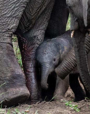 B03ronald Mutero Elephant 27112021 4 Final