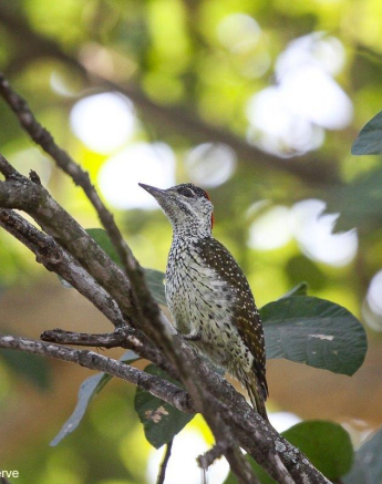 B12Erin Herbst Golden Tailed Woodpecker 1 031121 Final B12Erin Herbst Golden Tailed Woodpecker 1 031121 Final