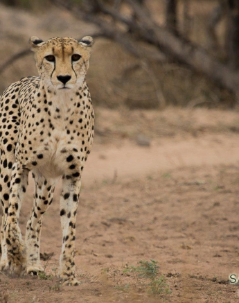 29Kevan Dobbie Cheetah 1011.1 Final