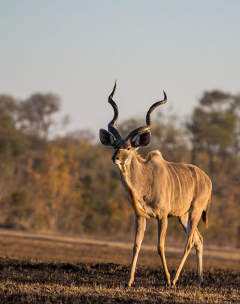 Kudu Bull Kudu Bull