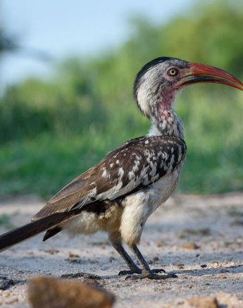 Mike Palmer Redbilled Hornbill Mike Palmer Redbilled Hornbill