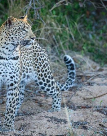 19Mike Palmer LBC Cub Bushwillow 1 19Mike Palmer LBC Cub Bushwillow 1