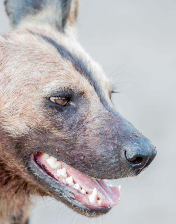 30Pravir Patel Wild Dog01 040116 30Pravir Patel Wild Dog01 040116