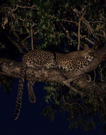 15Tayla McCurdy LBC Ingwe 9 May 16 3 Of 3 15Tayla McCurdy LBC Ingwe 9 May 16 3 Of 3