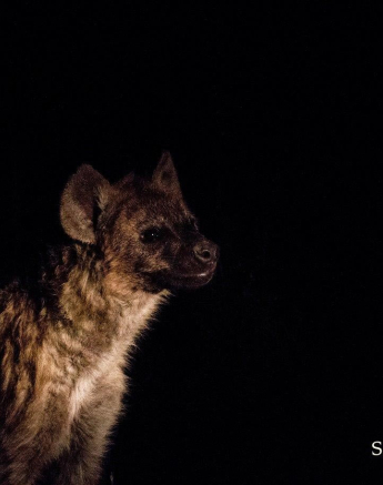 01Kevan Dobbie Hyena 002 Final