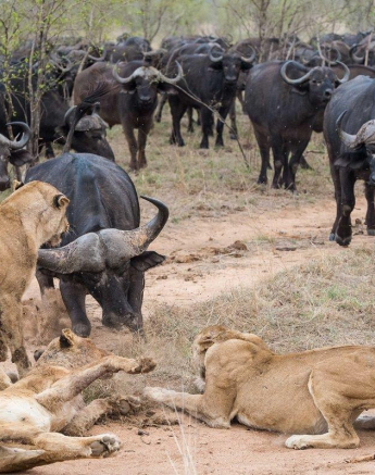 07Terry Ennever Lion Buffalo 4 Final 07Terry Ennever Lion Buffalo 4 Final