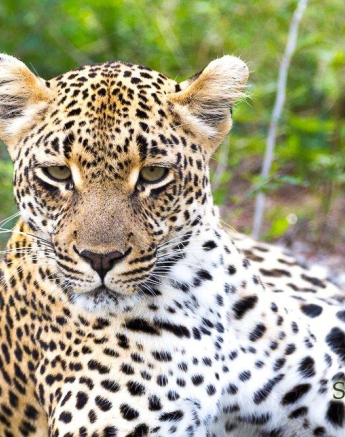 18Greg Heasman Female Leopard Not Sure On Id 02 12 17 4 Final