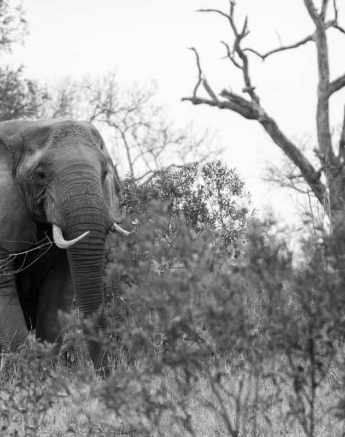 07Kevin Van Der Linde Elephant 16092018 Final 07Kevin Van Der Linde Elephant 16092018 Final