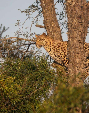 23Kevin Van Der Linde White Dam Kigilia 20042019 4 Final