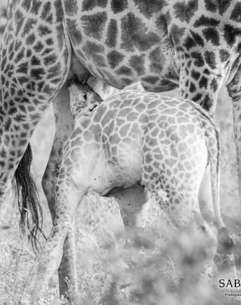 28Kevin Van Der Linde Giraffe 13042019 Final