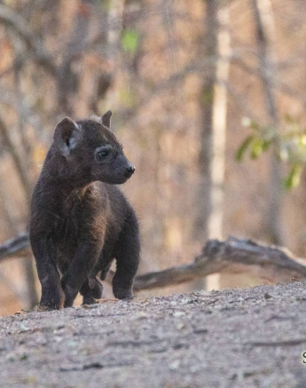 25Louise Murray Hyena 16082019 3 25Louise Murray Hyena 16082019 3