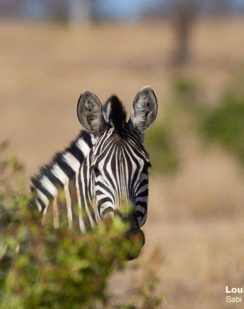 38Louise Murray Zebra 09092019 Final