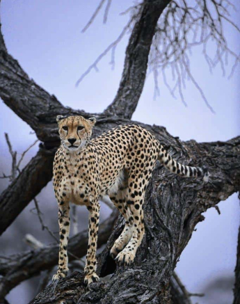 41Ally Ross 20200817 Cheetah Male 03 Final 41Ally Ross 20200817 Cheetah Male 03 Final