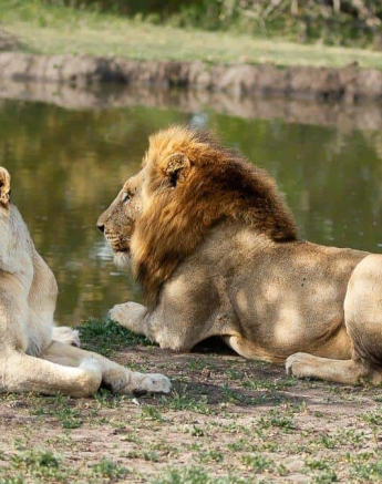 39Amy Leigh Lion Styx Nwas 1 031120 Final