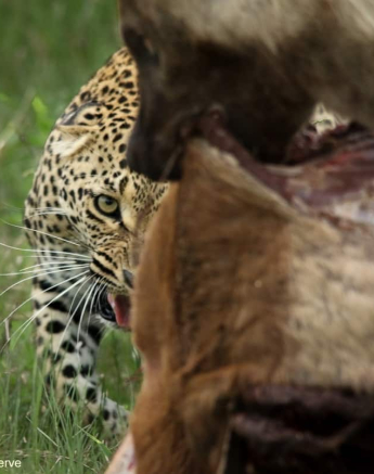 03Ally Ross 20201111 Blog Ntsumi Hyena 02 Final 03Ally Ross 20201111 Blog Ntsumi Hyena 02 Final