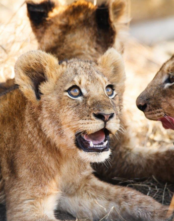 A08Ally Ross 20210808 Styx Cub 01  Final