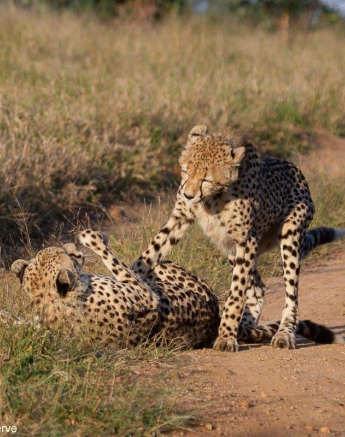 A04Daniel Greyvenstein Cheetah And Cub 150622 6 Final A04Daniel Greyvenstein Cheetah And Cub 150622 6 Final
