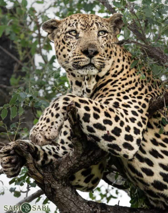 04Kerry Lee Roberg Xovo 040419.1 Final 04Kerry Lee Roberg Xovo 040419.1 Final