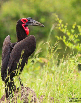 39andries Ndlovu Southern Ground Hornbill 23.1.20 Final 39andries Ndlovu Southern Ground Hornbill 23.1.20 Final