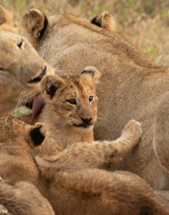 09andries Lions.styx Blog 4 Final