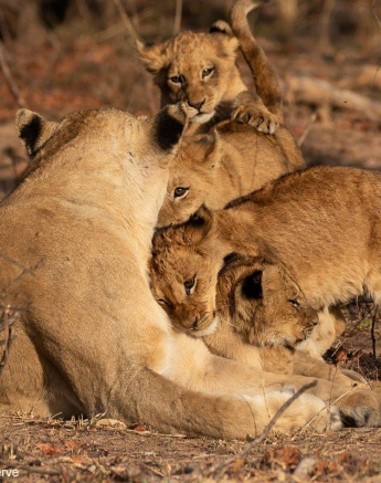 A06andries Lions.styx Blog 4 Final A06andries Lions.styx Blog 4 Final