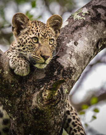 Pravir Patel Nottins Cub 02 Pravir Patel Nottins Cub 02