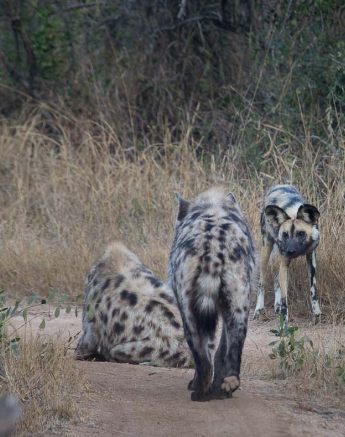 06Kosie Lategan Hyena3 1