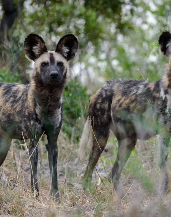 03Mike Palmer Wild Dogs 130116 2 03Mike Palmer Wild Dogs 130116 2