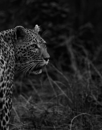 19Mike Palmer WD Cub 130116 3 19Mike Palmer WD Cub 130116 3