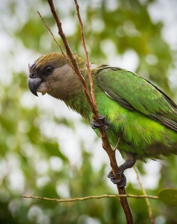 28Terry Ennever Brown Headed Parrot Final 28Terry Ennever Brown Headed Parrot Final