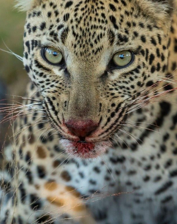 07Kyle 10 May Leap Of Leopards 6 Final