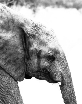 17Sheldon Hooper Ele Young One 12 04 17 Final 17Sheldon Hooper Ele Young One 12 04 17 Final