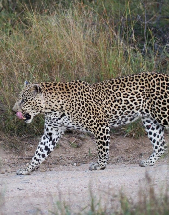 02Franscois Rosslee Mathlatini Final