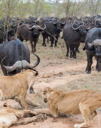 06Terry Ennever Lion Buffalo 3 Final 06Terry Ennever Lion Buffalo 3 Final