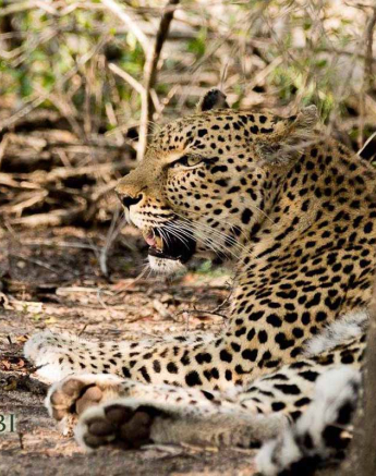 35Greg Heasman Female Leopard Cub Little Bush Female 31 03 18 6 Final 35Greg Heasman Female Leopard Cub Little Bush Female 31 03 18 6 Final