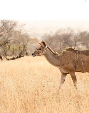 54Ally Ross Kudu Female 13082018 Final 54Ally Ross Kudu Female 13082018 Final