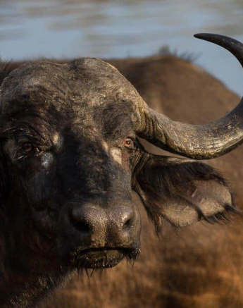 45Kevan Dobbie Buffalo 251118 Final