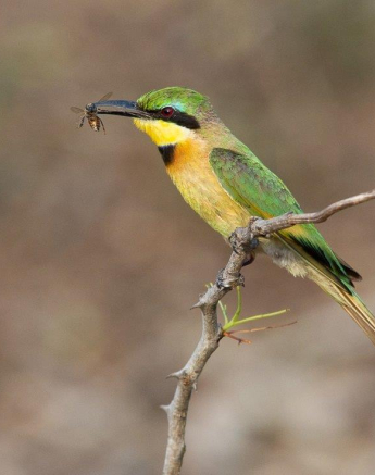 06Kerry Lee Roberg Little Bee Eater Final 06Kerry Lee Roberg Little Bee Eater Final