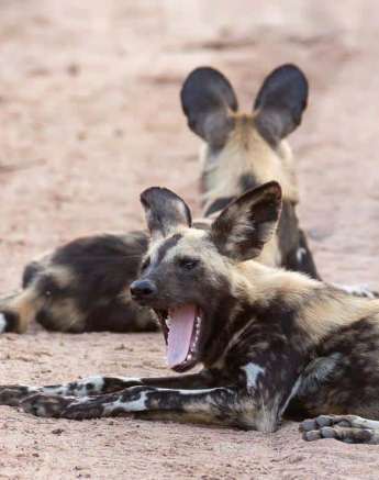 25Louise Murray Wild Dogs 28022019 4 Final 25Louise Murray Wild Dogs 28022019 4 Final